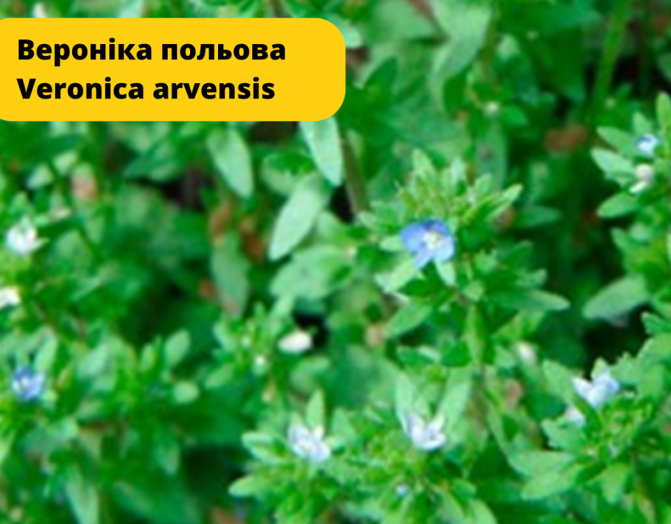 Весняна проблема – Вероніка 