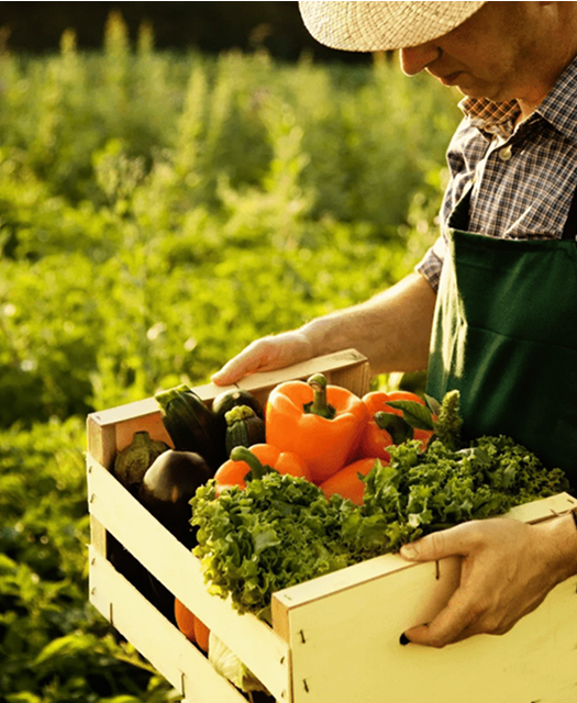 Farmer with vegetables