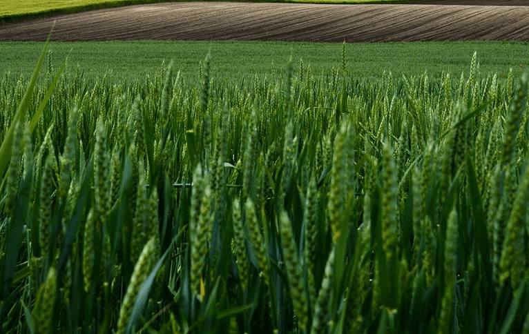Wheat growing