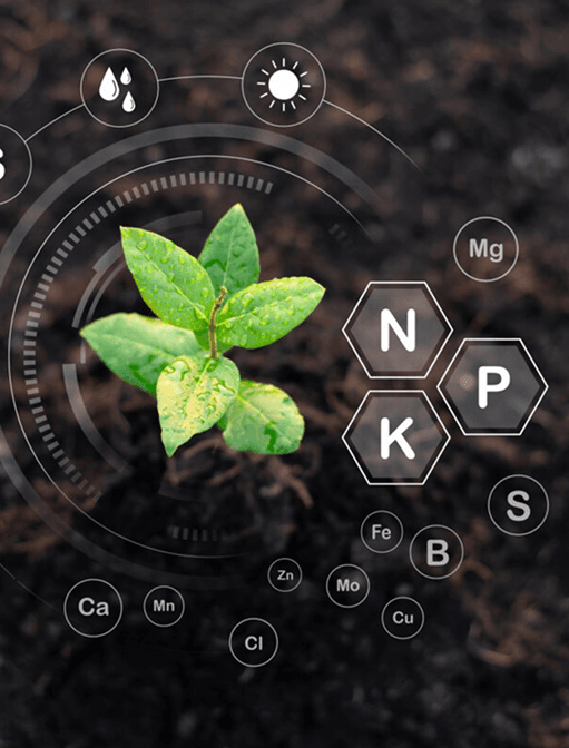 Plant