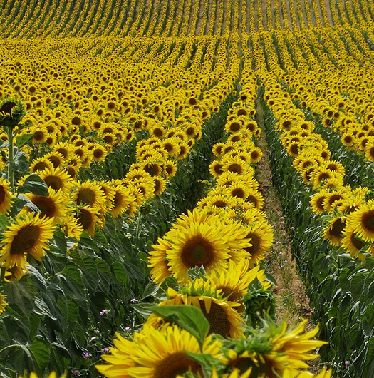 Sunflowers