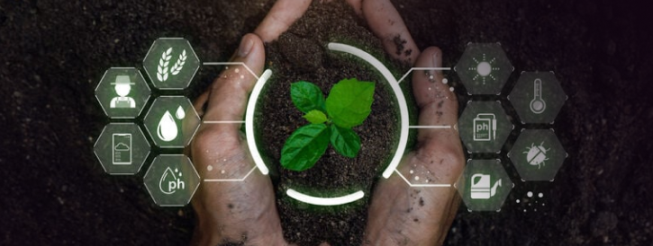 Plant in man's hands